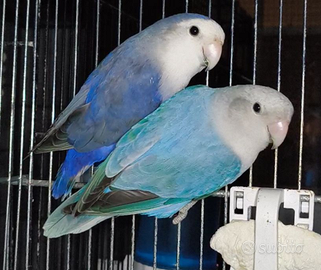 Inseparabili roseicollis