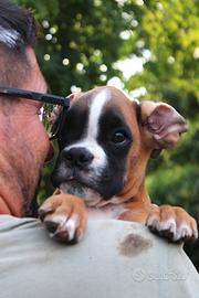 Cuccioli Boxer
