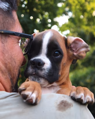 Cuccioli Boxer