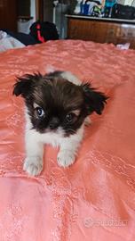 Cuccioli di chihuahua