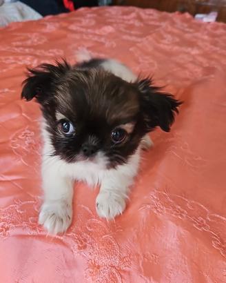 Cuccioli di chihuahua