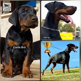 Cuccioli dobermann alta genealogia