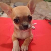 Chihuahua cuccioli