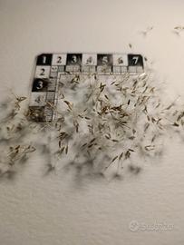 Tarassaco rosa  - 50 + semi