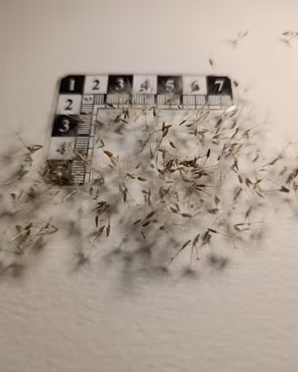 Tarassaco rosa  - 50 + semi