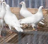 Colombi viaggiatori bianchi