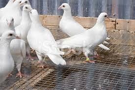 Colombi viaggiatori bianchi