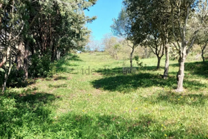 Terreno - Località Badu Canu/Osilo