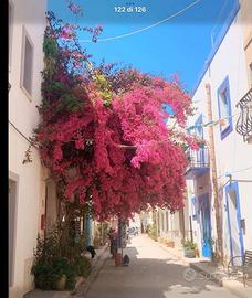 Bivani in pieno centro a San Vito Lo Capo