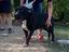 Immagine 4