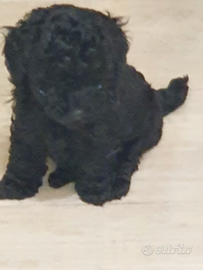 Barboncino cucciolo toy maschio nero