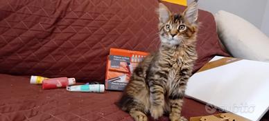 Gattina maine coon