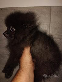 Spitz di razza pomerania mini toy