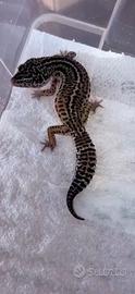 Gechi leopardini