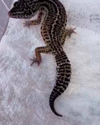 Gechi leopardini