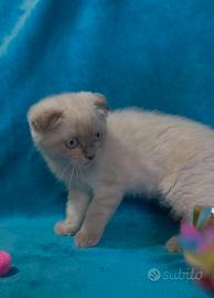 Gattina scottish fold