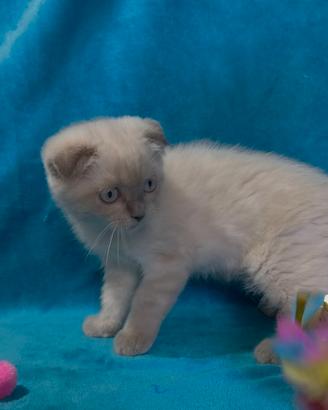 Gattina scottish fold