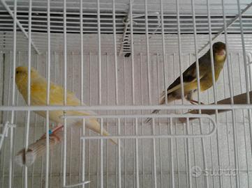 Coppia Timbrado