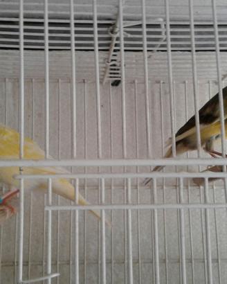 Coppia Timbrado