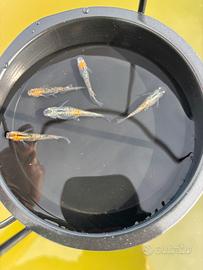 Medaka Aurora yellow