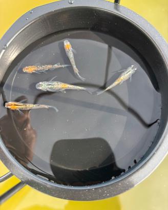 Medaka Aurora yellow