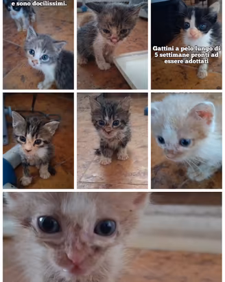 Gattini a pelo lungo
