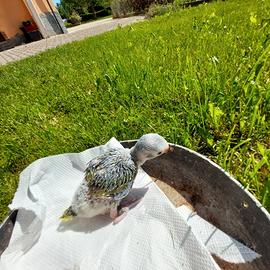 Pullo Pappagallo parrocchetto