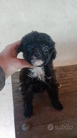 Cuccioli barboncini Toy