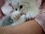 Immagine 3