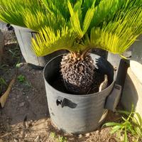 cycas o cicas