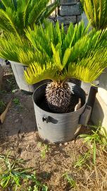 cycas o cicas