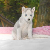 Siberian Husky disponiile