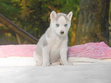 Siberian Husky disponiile