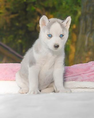 Siberian Husky disponiile