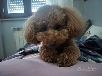 Barboncino toy disponibile per accoppiamento