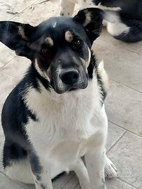 Cuccioli di meticcio simil border collie