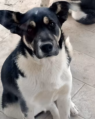 Cuccioli di meticcio simil border collie