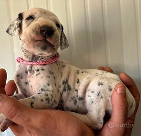 Dalmata con pedigree cuccioli