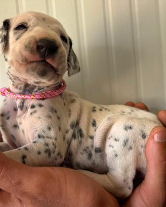 Dalmata con pedigree cuccioli