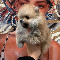 Dpitz pomeriana nano