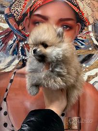 Dpitz pomeriana nano