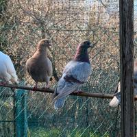 Piccioni