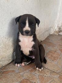Cuccioli incrocio pitbull terrier
