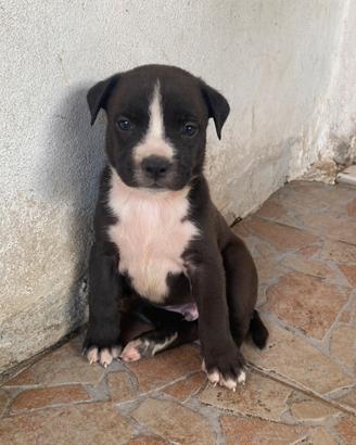 Cuccioli incrocio pitbull terrier