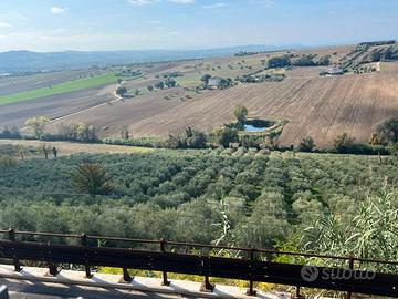 Vendisi oliveto a Civitanova Alta