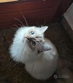 Ragdoll gatta da Riproduzione