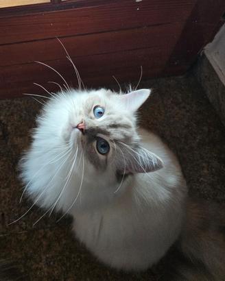 Ragdoll gatta da Riproduzione