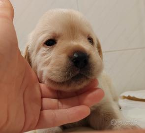 Labrador miele e neri con pedigree