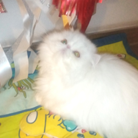 Gattini persiani pura razza