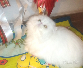 Gattini persiani pura razza